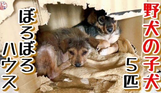 【子犬　野犬】野犬の子犬５匹　ぼろぼろハウス