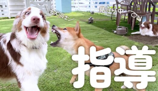 子犬がはしゃぎすぎていると注意する先住犬が賢すぎて凄い！！！