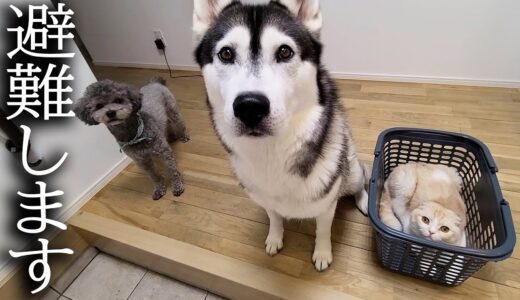 近くに雷が落ちて猫と犬がパニックで避難…