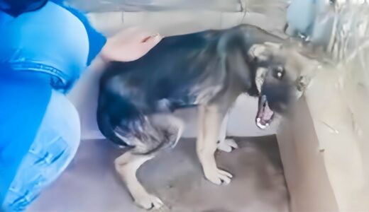 何年も虐待されていた子犬。人が近づくたびに悲鳴をあげていたが、ある女性との出会いが彼の犬生を一変させた【感動】