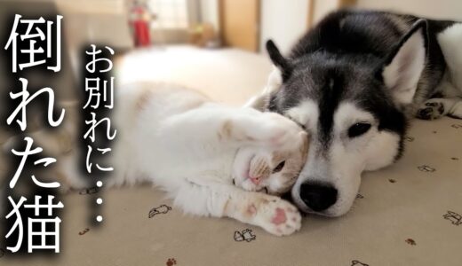 犬とお別れしたくない猫が突然倒れこうなりました…