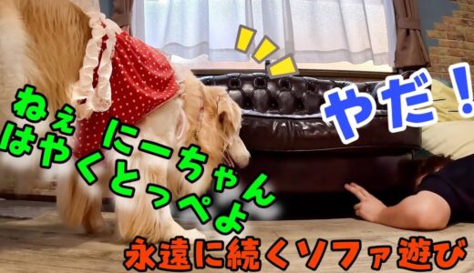 【夏の室内遊び】人と犬の無限に続くソファ遊び