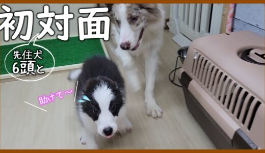 子犬と先住犬6頭の初対面した結果…！【ボーダーコリー】