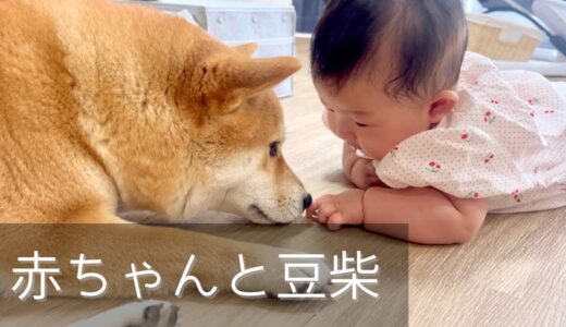 ついに柴犬達の存在に気付き始めた生後3ヶ月の赤ちゃん