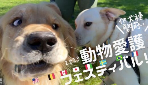 超小型犬から超大型犬まで！他犬種勢揃いが楽しすぎるフェスティバル