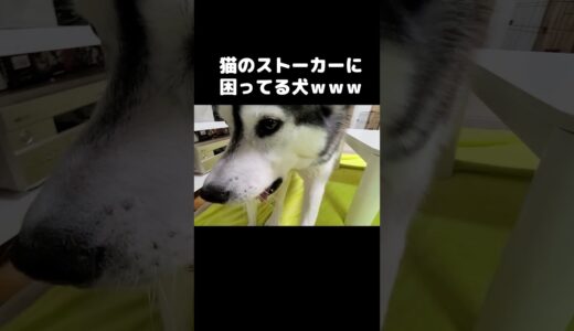 猫がずっと付いてくるので困ってる犬...#shorts