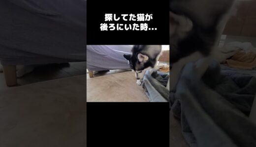 探してた猫が後ろにいた時の犬がこちら...#shorts