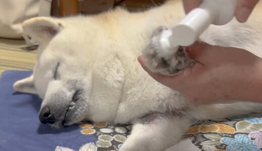 【犬のネイルサロン】あまりにも極楽過ぎて全身をゆだねてくる柴犬が超絶可愛い