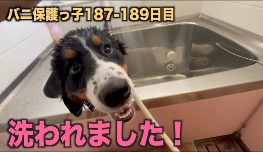 洗ったり・走ったり忙しい毎日【バニ保護っ子187 189日目】   HD 1080p