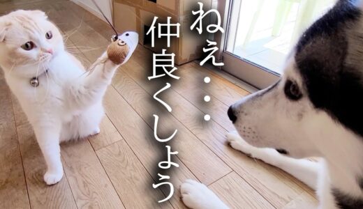 100倍大きい犬と子猫が一緒に暮らすとこうなる...