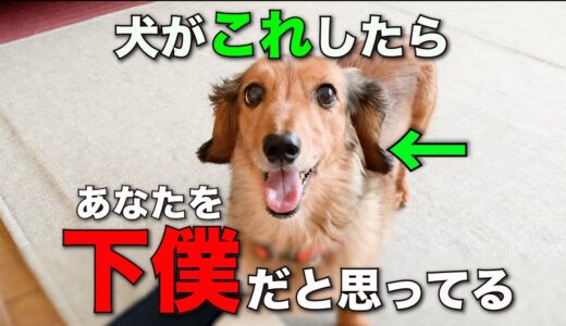 犬がバカにしている飼い主にだけ見せる仕草4選【完全版】