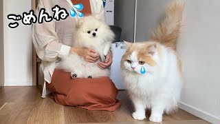 犬をお散歩に連れてくいく間、待ってる猫がとった行動に感動しました！