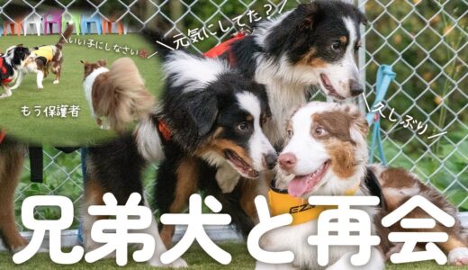 兄弟と再会してはしゃぎまくりの弟犬を注意する姉犬がまるで保護者でした(笑)