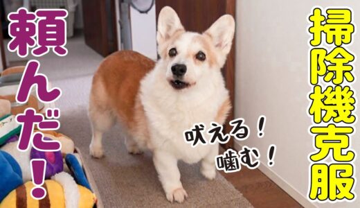 掃除機嫌いな犬に「猫が逃げない静かな掃除機」を試してみました！