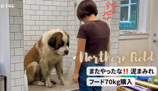 【超大型犬 3頭とカナダで田舎暮らし・海外生活】フード70kg購入／また泥まみれ！