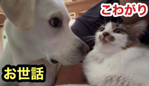 犬に心許して舐められる猫レオくん