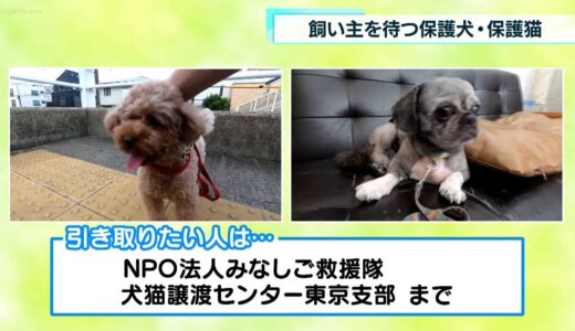 保護犬・猫　情報「ナラ」と「ゴンタ」