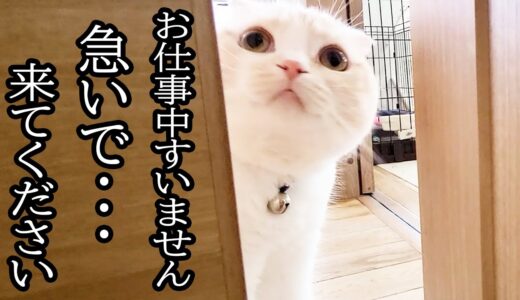 仕事中にニャーニャー何かを教えにきた猫についていってみると...