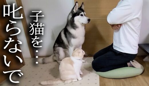 最愛の子猫が怒られていると寄ってきて一緒に反省する犬達…