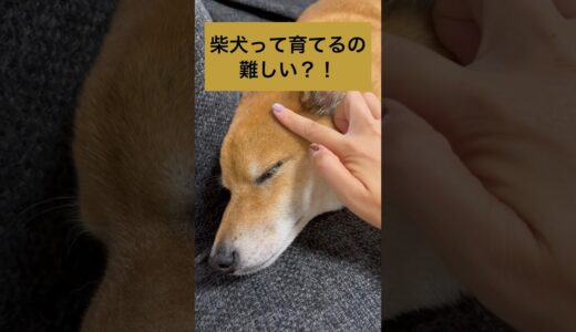 ロックは怖くないよ。 #柴犬 #shibainu #拒否柴 #おもしろ犬 #柴犬のいる暮らし