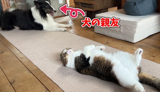 久しぶりに犬の親友に再会した猫はこうなりますw