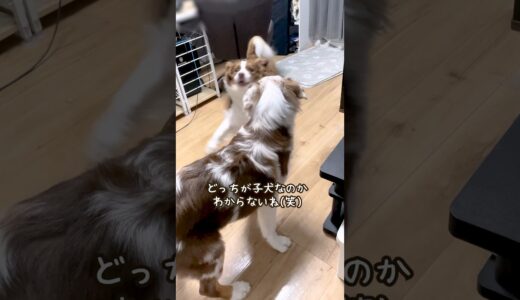 弟犬に構ってもらえて嬉しくてはしゃぐお姉ちゃん犬が可愛い😂 #shorts