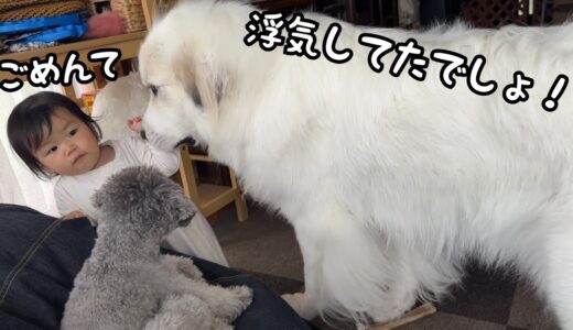 【爆笑】別の犬と浮気してたら超大型犬にバレてめっちゃ詰められた妹w｜グレートピレニーズ