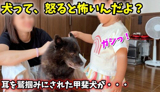 いつか痛い目に遭いそうで、ちょっと心配です【甲斐犬一休と猫のしずく】