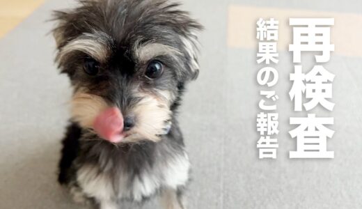 保護犬あめ、尿の再検査をした日