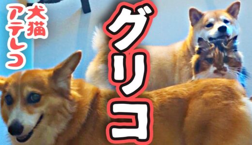 【犬猫アテレコ】階段でなんかやってた&タワシ