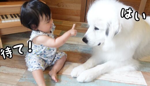 【すご！】話せない妹が初めて超大型犬に待てをさせることができました！｜グレートピレニーズ