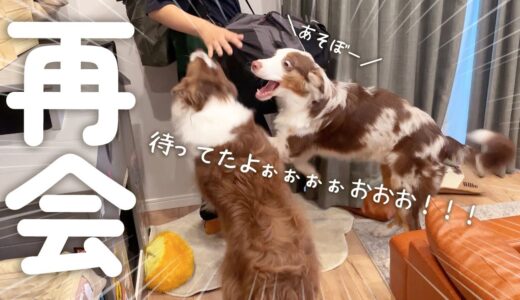 修学旅行から帰ってきたお兄ちゃんと再会した犬達の反応が愛おしすぎた・・・🥺