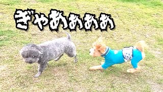 ドッグランに強者犬がいて衝撃でした!!