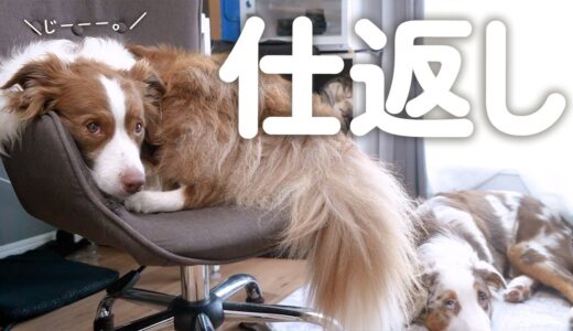 大好きな抱っこから下ろされて椅子を陣取って仕返しするかまちょな犬が可愛い(笑)