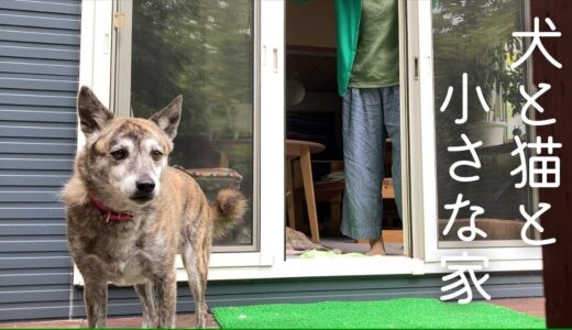 犬と猫と田舎暮らし/森の中の小さな家でのんびり暮らす