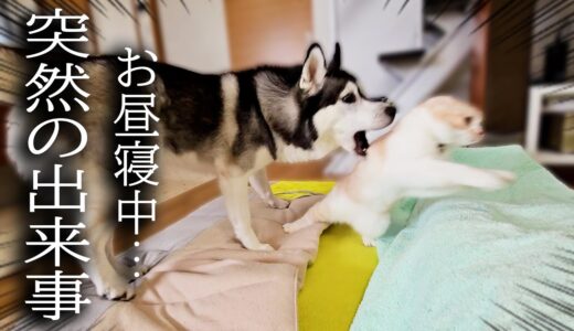 犬と猫と一緒にお昼寝してたらこうなっちゃいました...