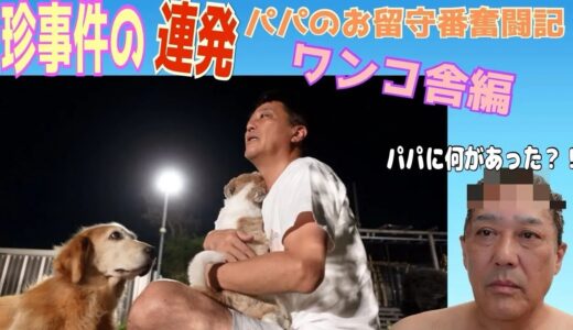 ドタバタお留守番〜ワンコ舎編〜パパさん大活躍！幸せも大変さも26倍！！