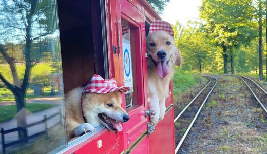 まるで小さい子供のように電車に乗ってはしゃぐ豆柴とゴールデンレトリバーが可愛すぎました....