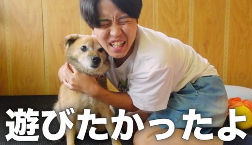 長年外飼いだった雑種犬コロちゃんの嬉しさが爆発しました。