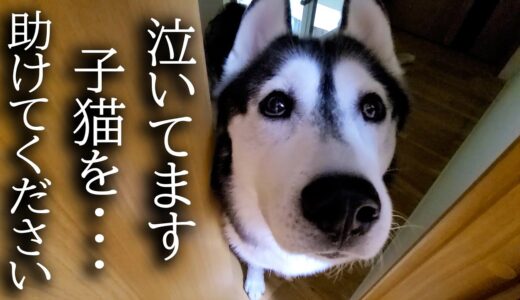 犬が子猫を助けてくださいと呼びにきたのでついて行くと...