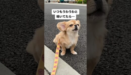 愛犬がいつも遠吠えしてたら…