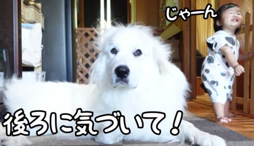 【祝♪】超大型犬が気づかないところで妹が片手を離して立っちしてましたw｜グレートピレニーズ