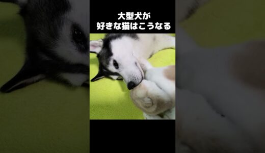 大型犬が好きすぎた猫はこうなります...#shorts