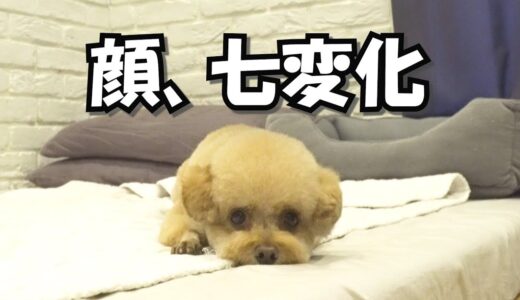 【顔芸】顔の表情が七変化する犬