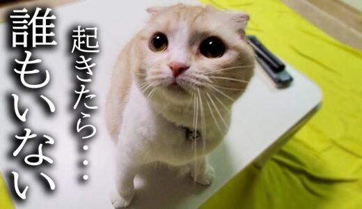 深夜に「犬がいない！」と大声で夜泣きしちゃう猫がこちら…