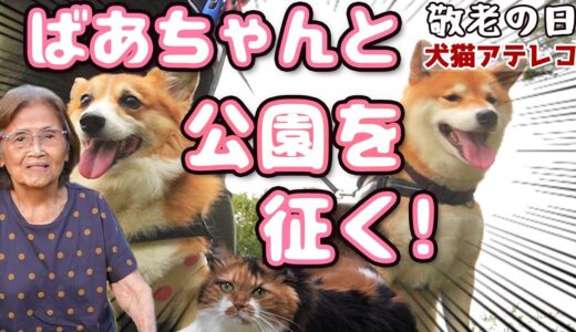 【犬猫アテレコ】偉大なるおばあさまと公園に参ろう！【敬老の日】