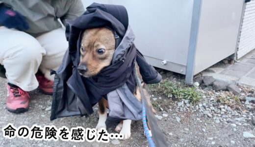 犬がものすごい声で大叫び…なんとか緊急対処した日のこと