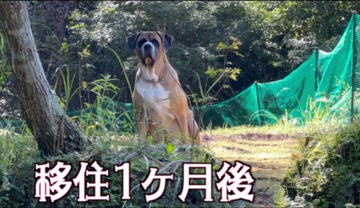 家や庭はどうなった？犬との生活は？