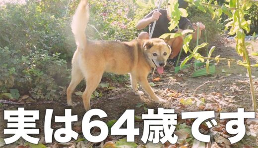 敬老の日に雑種犬コロちゃんがとんでもないことになりました笑