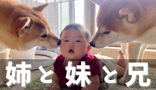 生後3ヶ月の赤ちゃんに本当の姉のように接する豆柴1歳